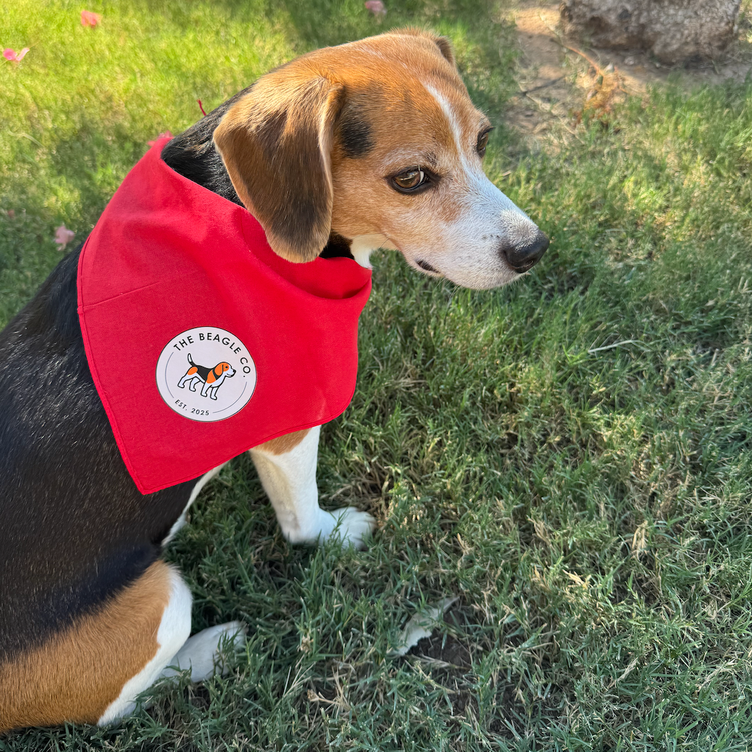 The Beagle Co. Dog Bandana